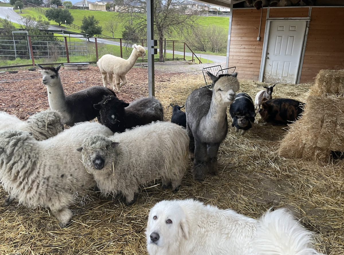 The Renwick farm hosts a myriad of animals, including a friendly dog!